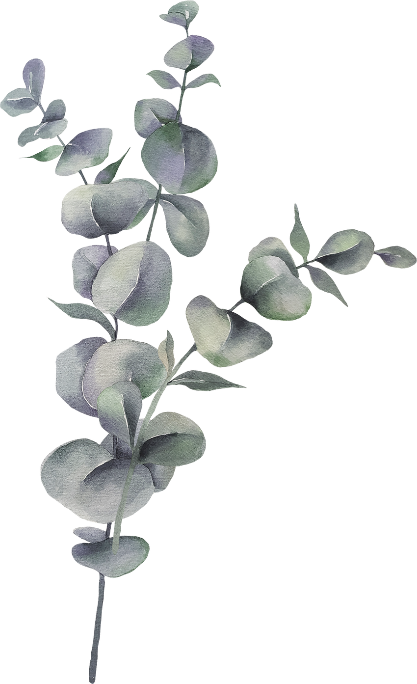 Eucalyptus Leaves Watercolor Illustration 